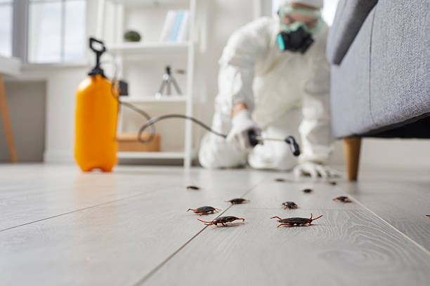 Affordable Termite Control solutions in Clinton, SC